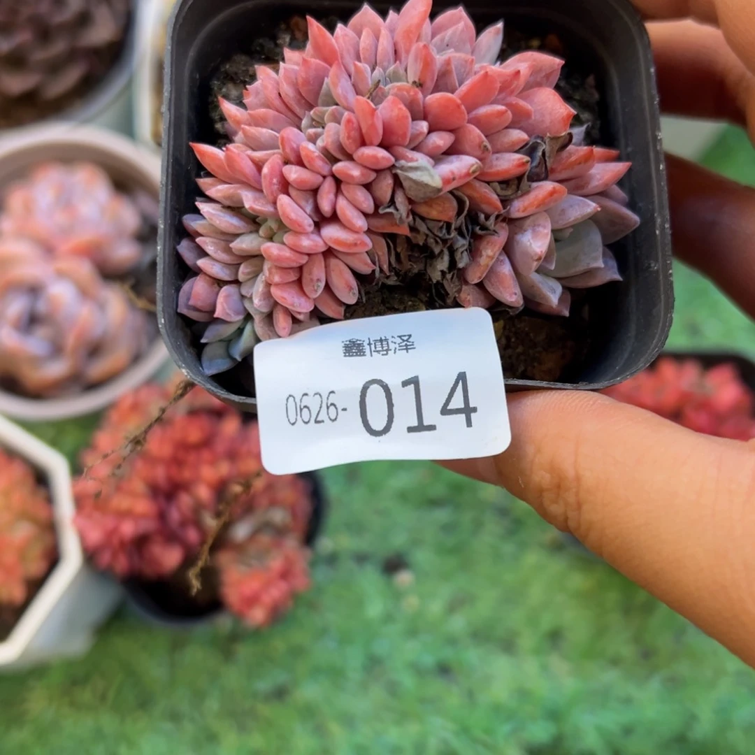 糖***心定向6.26-014 缀化多肉