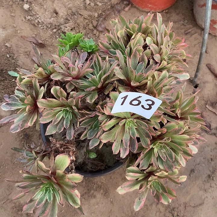 无花朵163粉黛南有个干巴