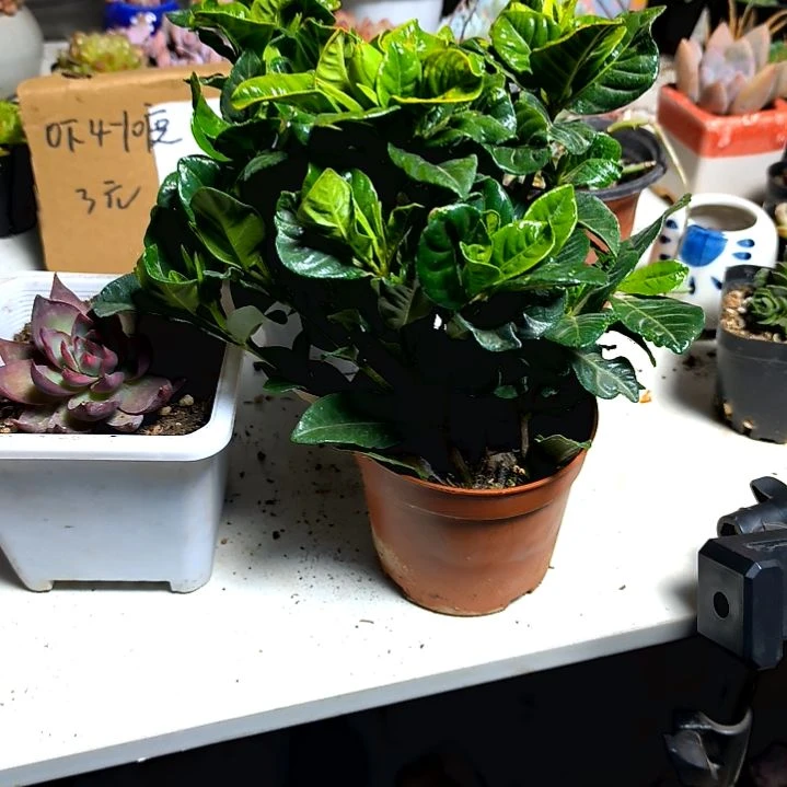 满6元包邮，栀子花