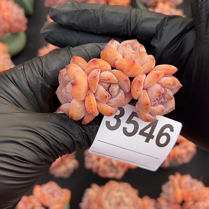 沫***～3546，四头星影带盆发的时候