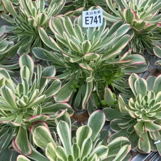 741孔雀翎不包断枝