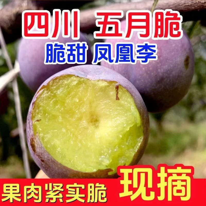 喜枝旺四川五月脆凤凰李新鲜现摘脱骨脆甜时令水果