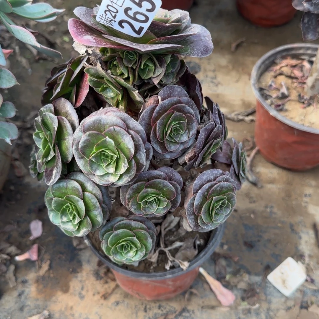 魅金玫瑰265满20包邮断枝不包