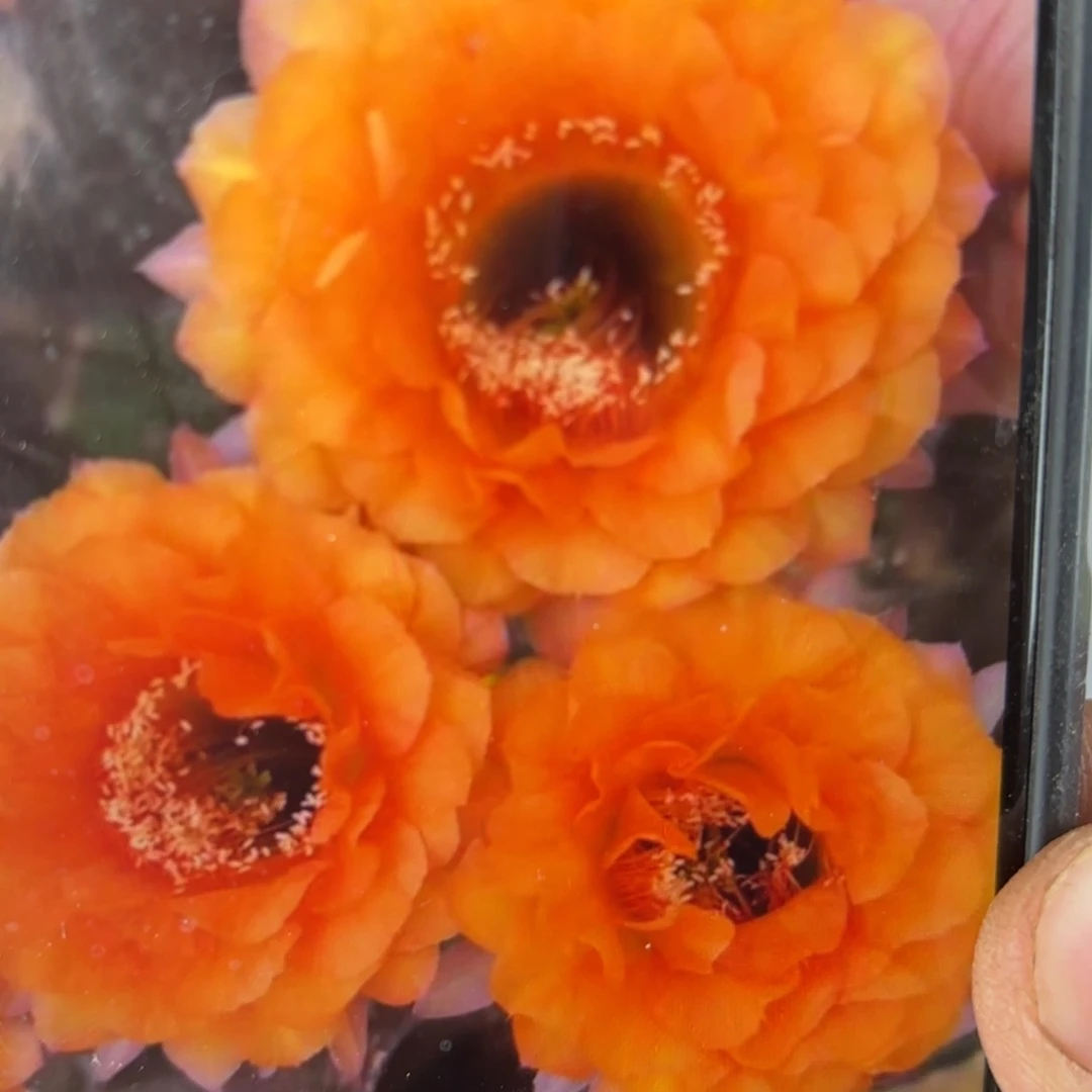 金阁彩侧牙20包邮仙人球3