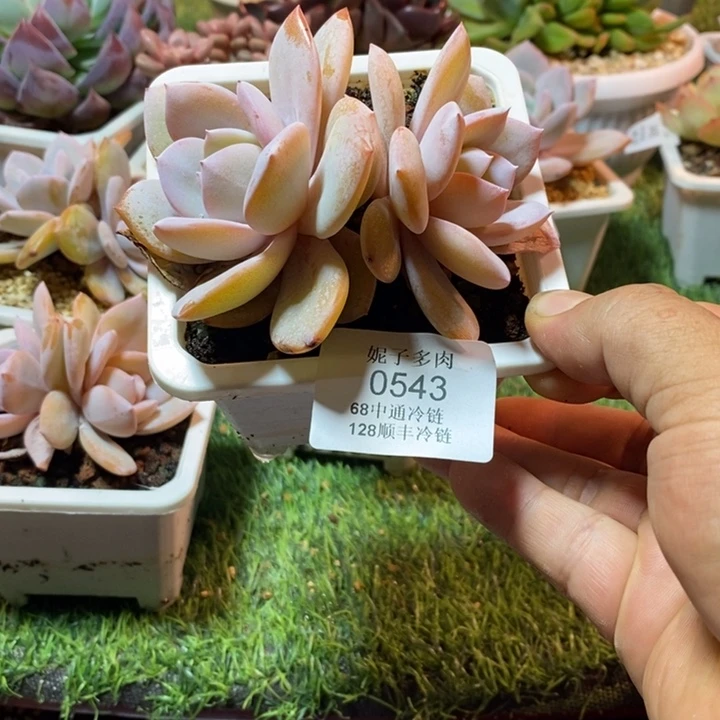 0543啊啊啊啊啊啊啊啊
