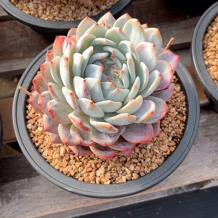 多肉植物，橙子一颗