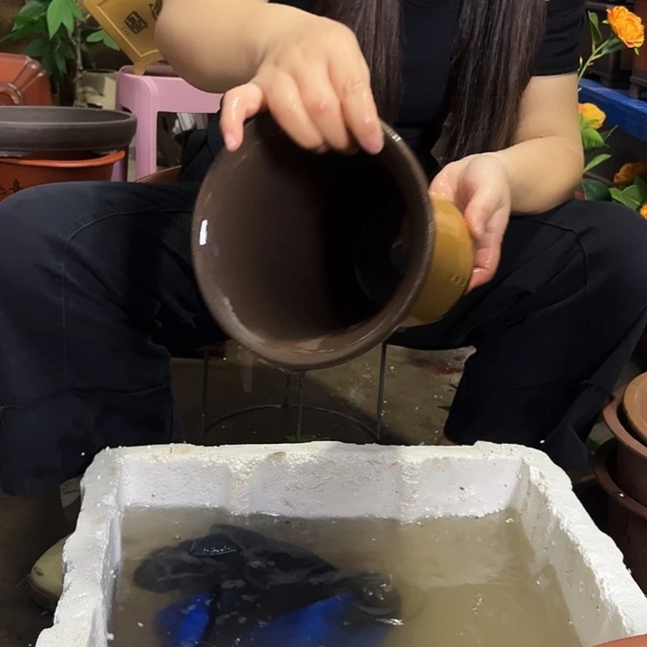 花盆花盆花盆花盆176