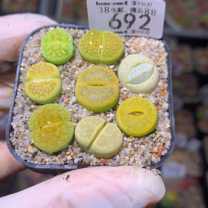 罗*Sss精品生石花692