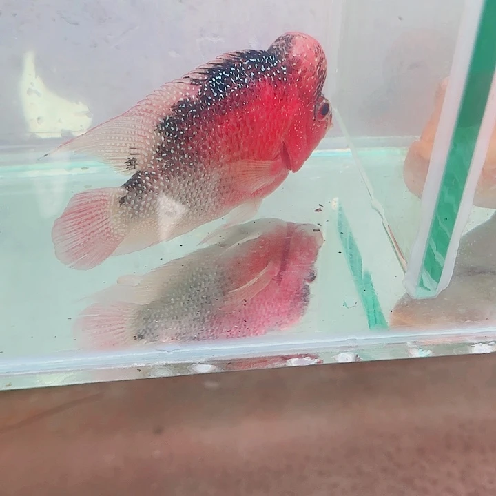 罗汉鱼啊啊啊啊啊啊啊啊啊啊