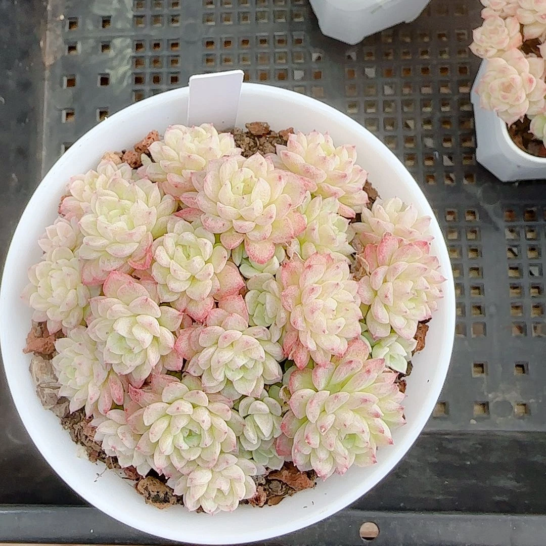 1106-48（fm-8-2）优选