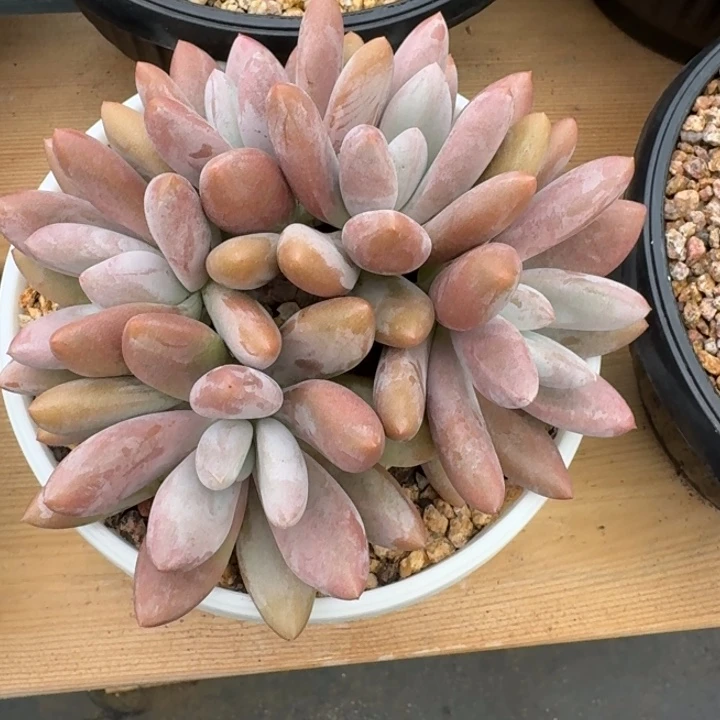 多肉植物虞美人原始