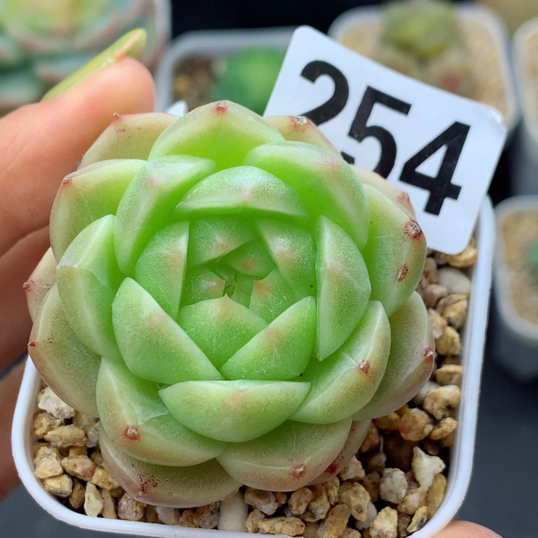 58包邮  群生不包整麦秆