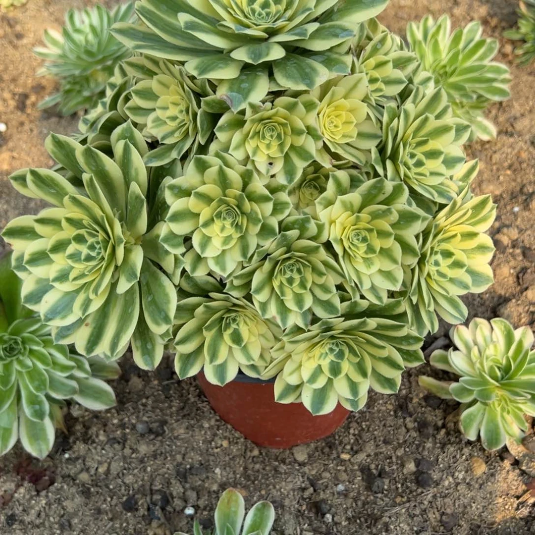 102迈巴赫多肉多肉植物山东发