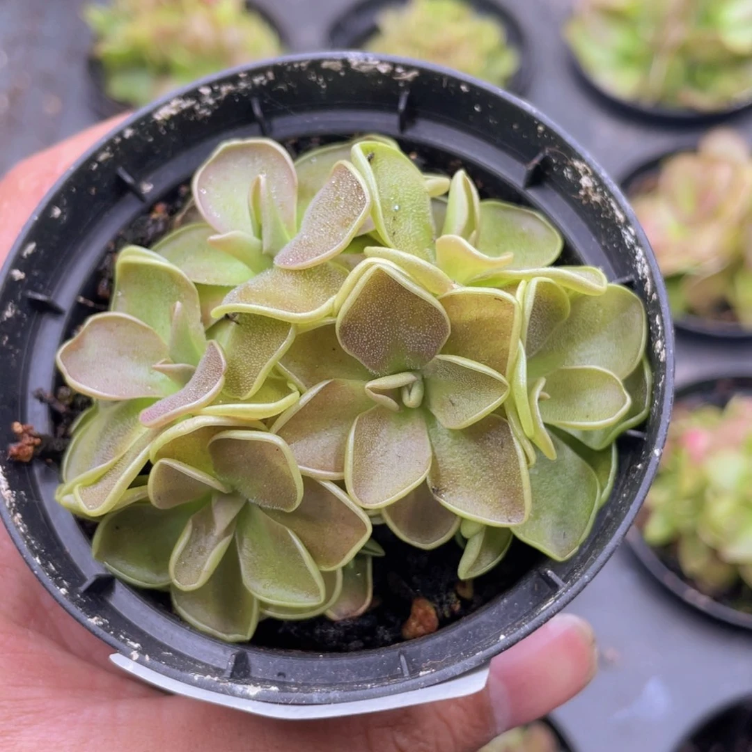 云糖心多肉植物438