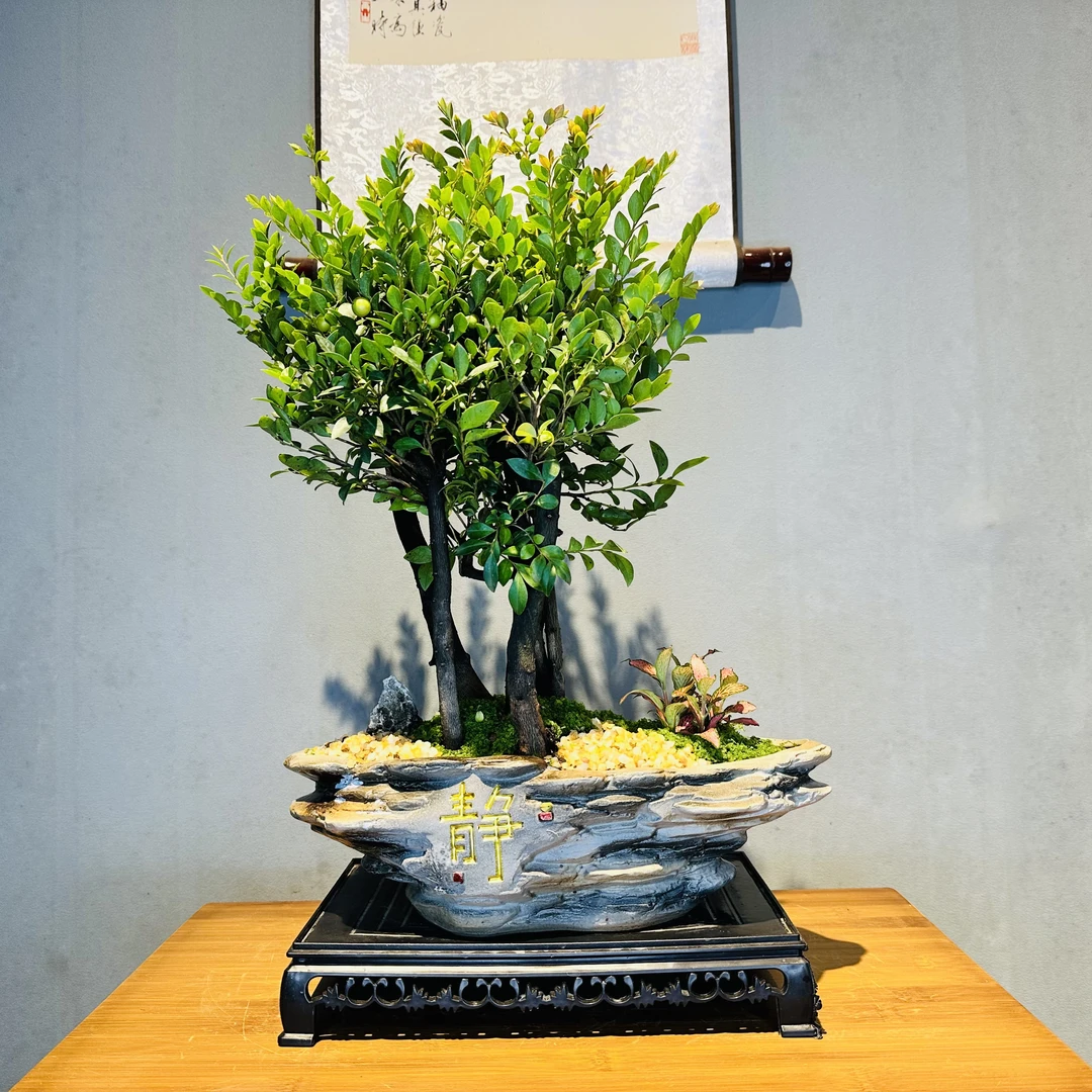 老桩丛林小叶紫檀黑骨茶+静字千层盆+接水盘