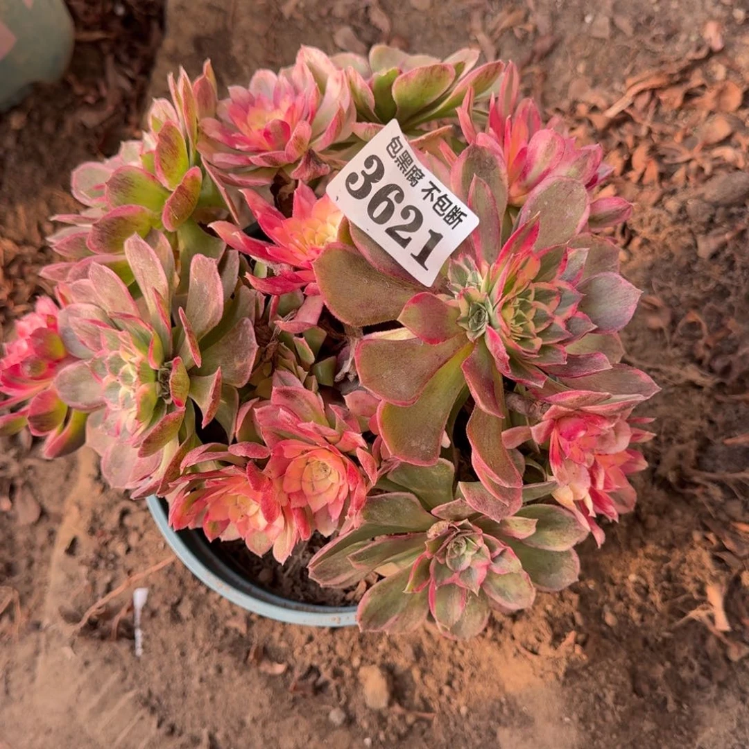 法师丘比特炸福利不包断18-16 3621