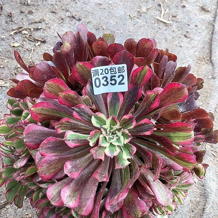 0352 一颗同花顺法师