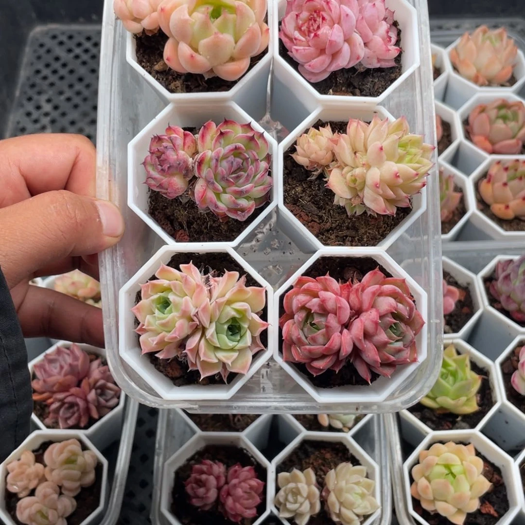 7380双头组合4.5厘米