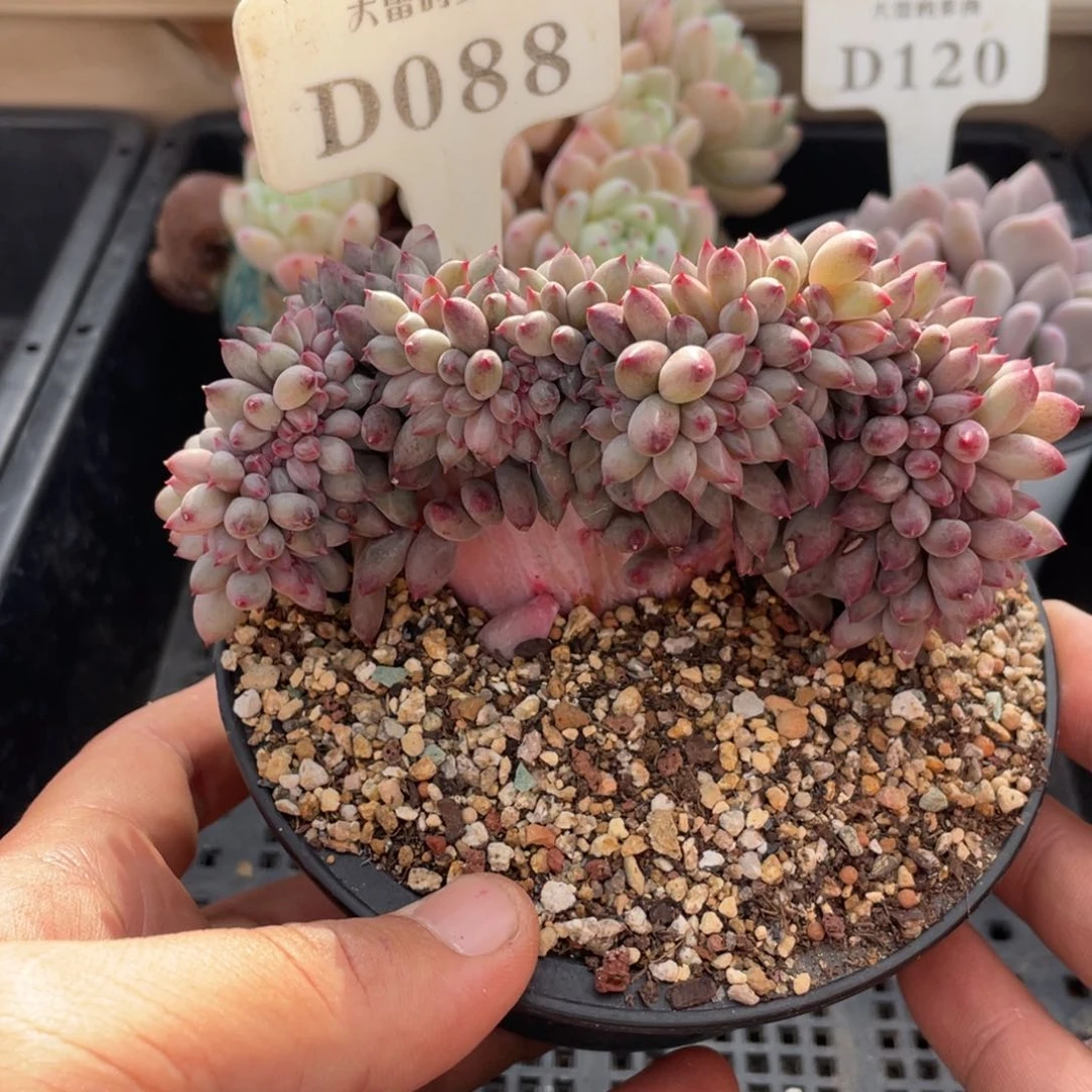 088车厘子缀不带盆11厘米