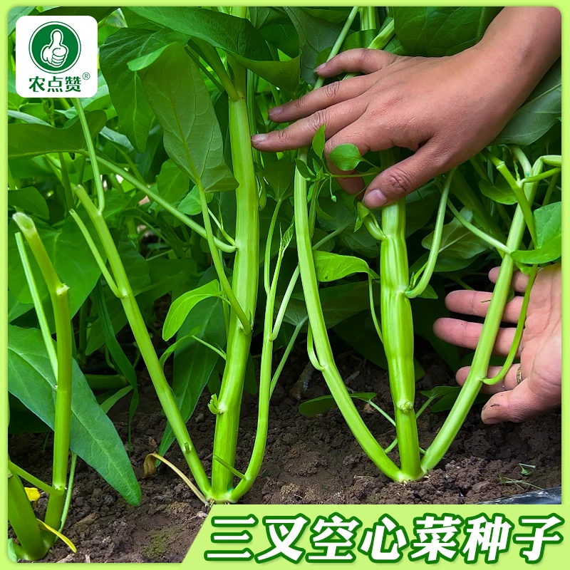【三叉空心菜种子】柳叶空心菜青梗空心菜菜四季阳台盆栽蔬菜瓜果子