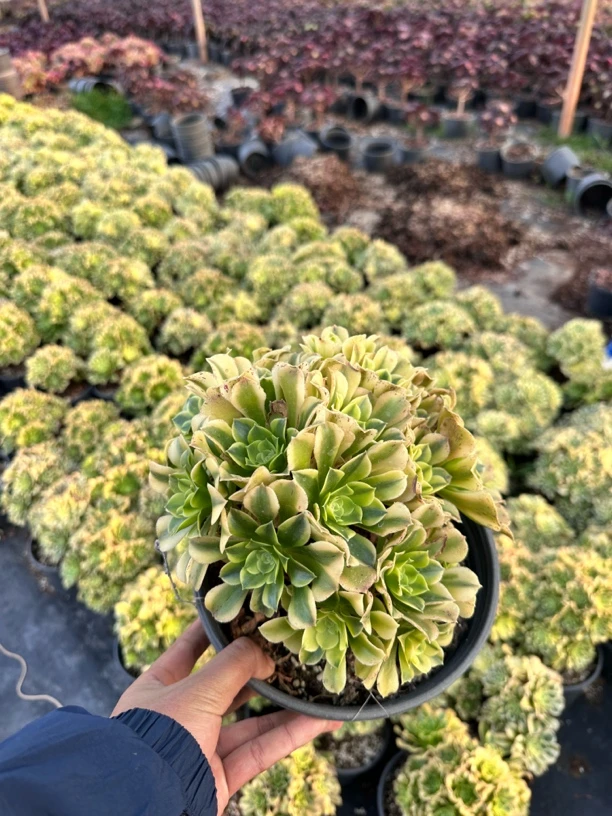 碧玉朵朵缀多肉法师（不含售后）