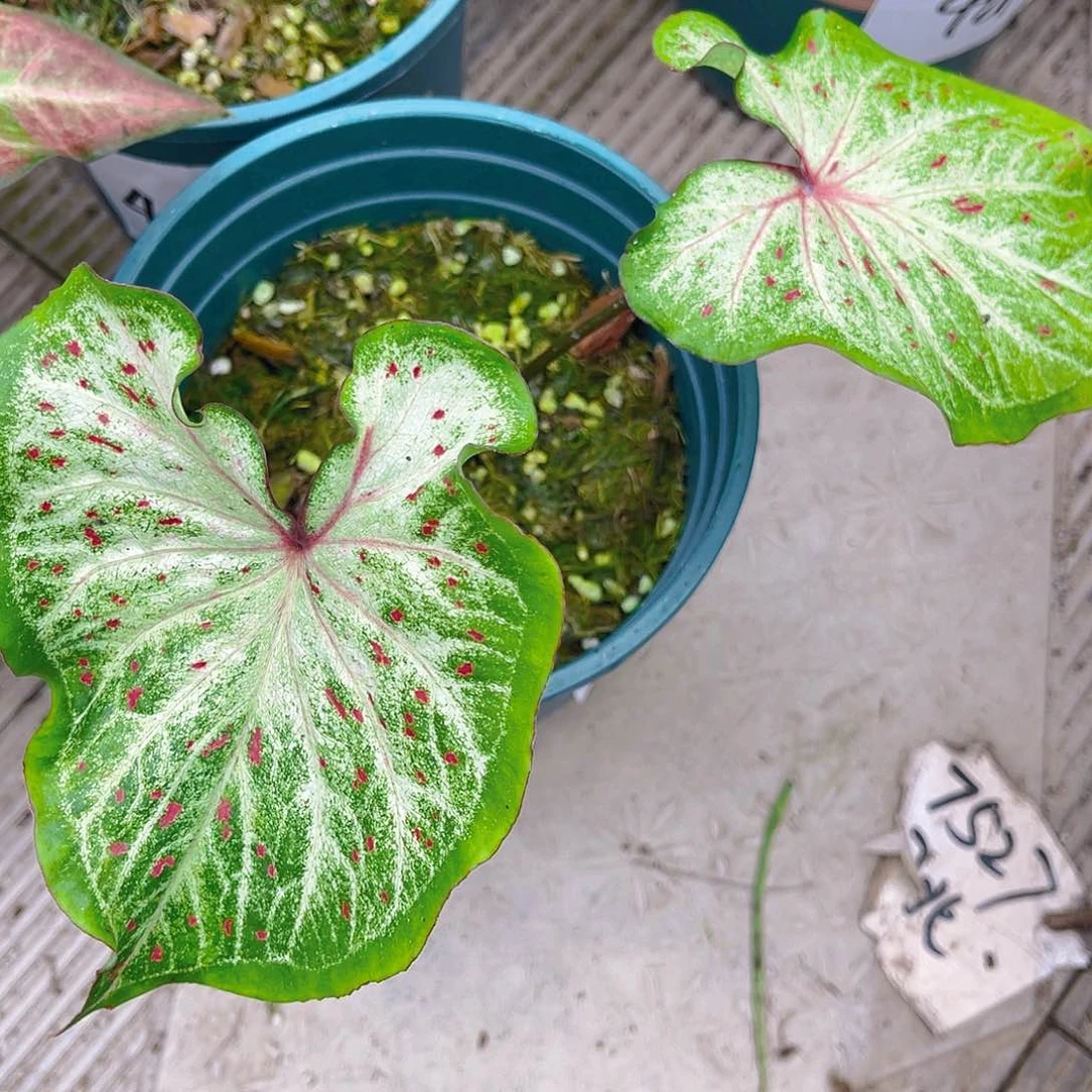 完全开放4586泰彩一物一拍