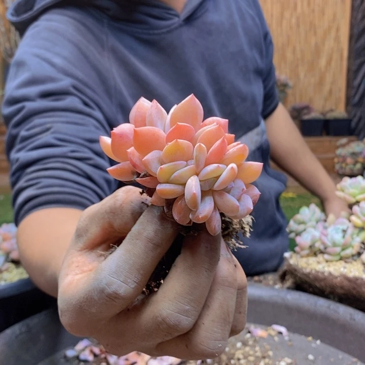 陌***丶422号全明星多肉植物