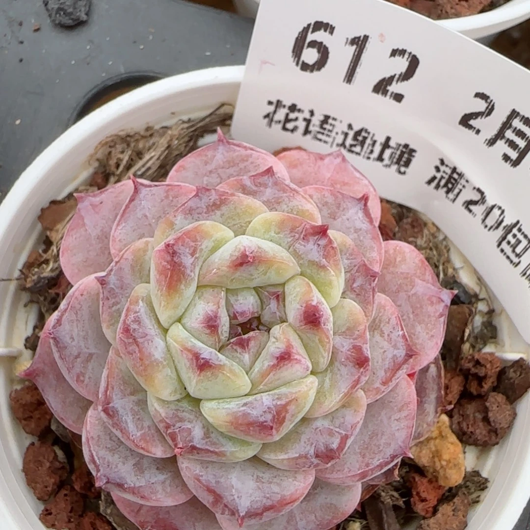 花语逸镜0207-612