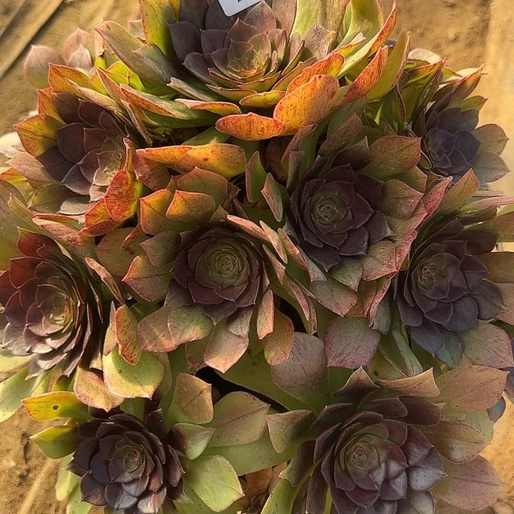 2.4-2桃花石多肉