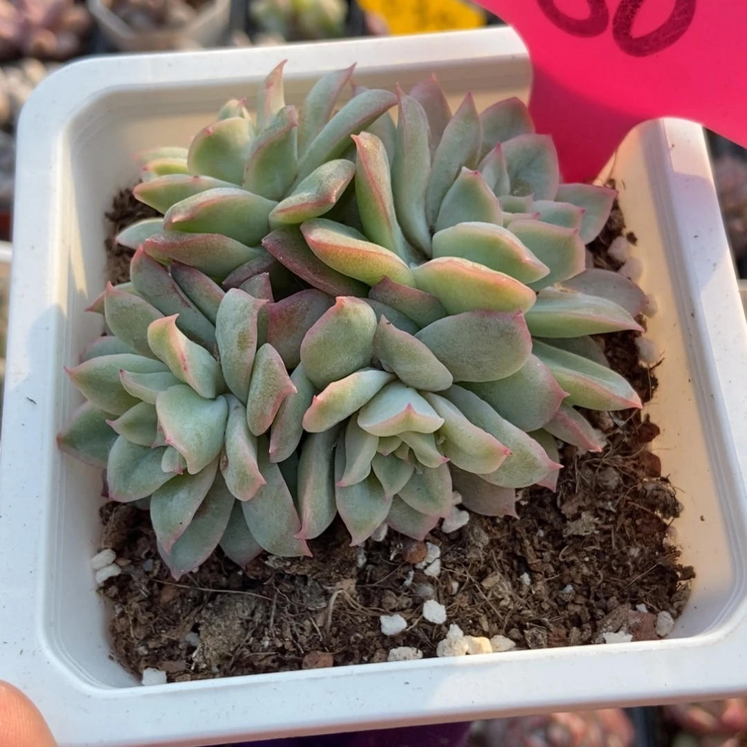 80天使玫瑰锦多肉植物