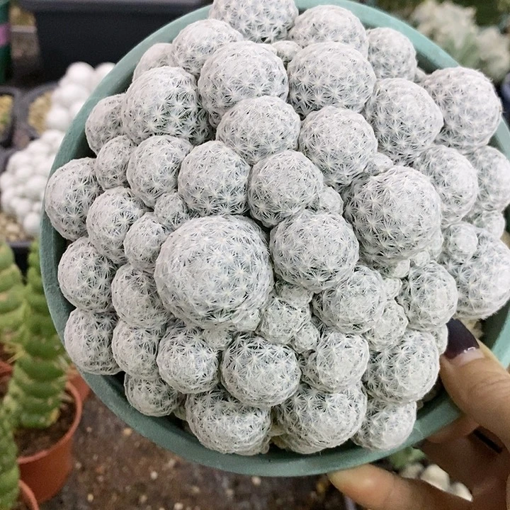 花花草草花花草草