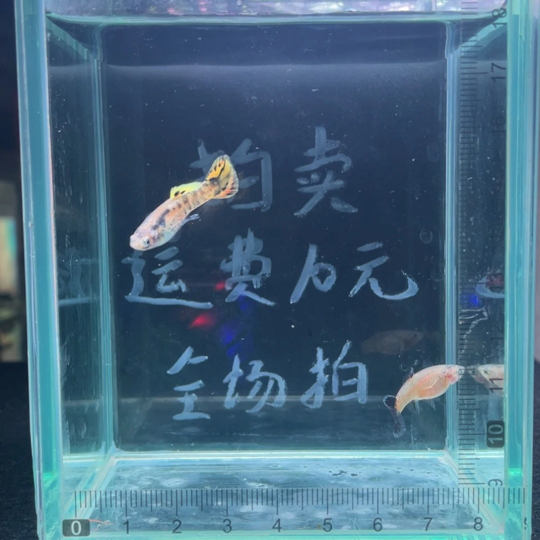 孔雀鱼黄虎斑小圆尾一对