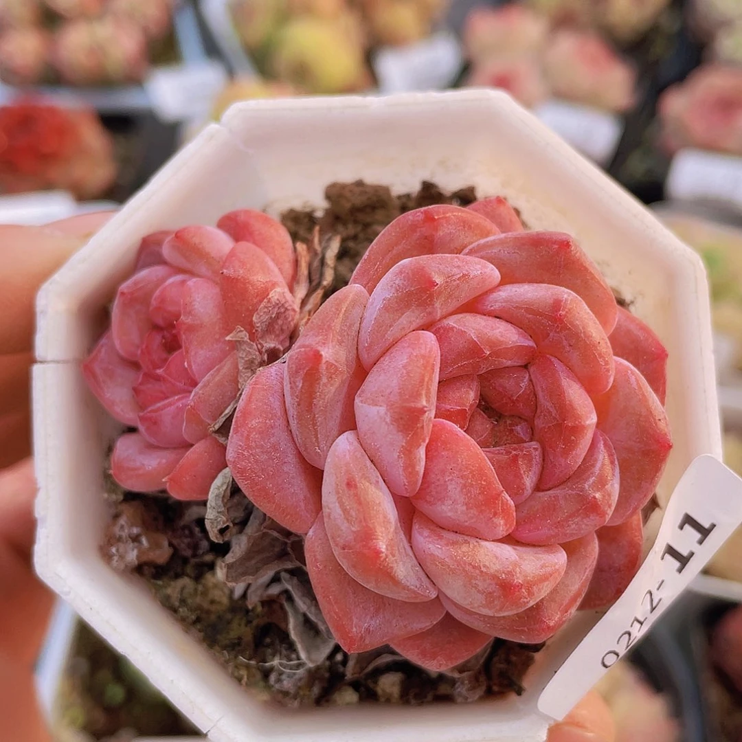 0000000000000011量拍