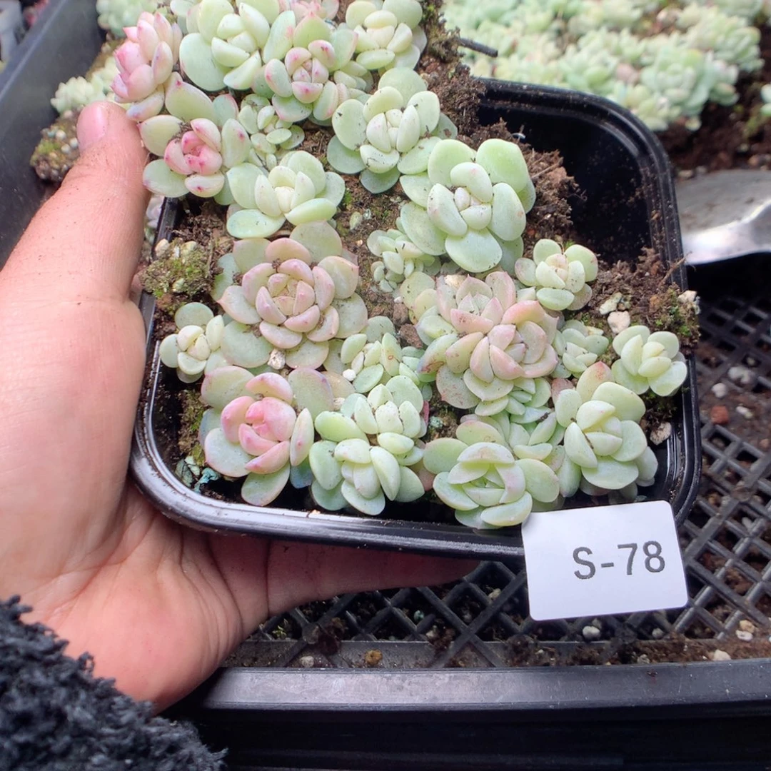 无花朵S78英语英语