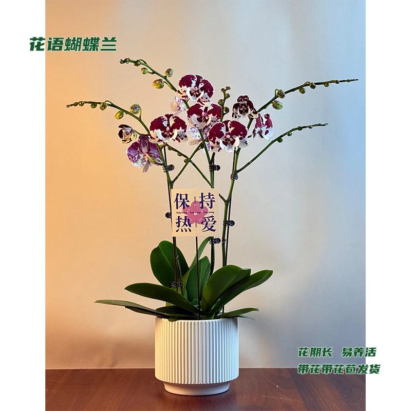 蝴蝶兰【一千零一夜】 带花带花苞发货 室内客厅阳台花卉 好养易活