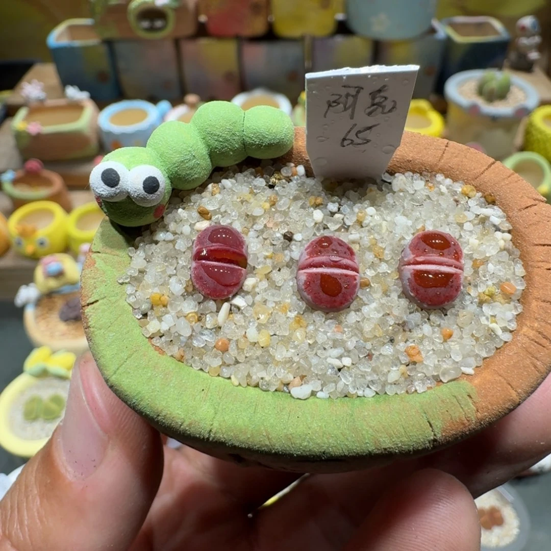 蘑菇1233阿克塞尔玫瑰多肉植物