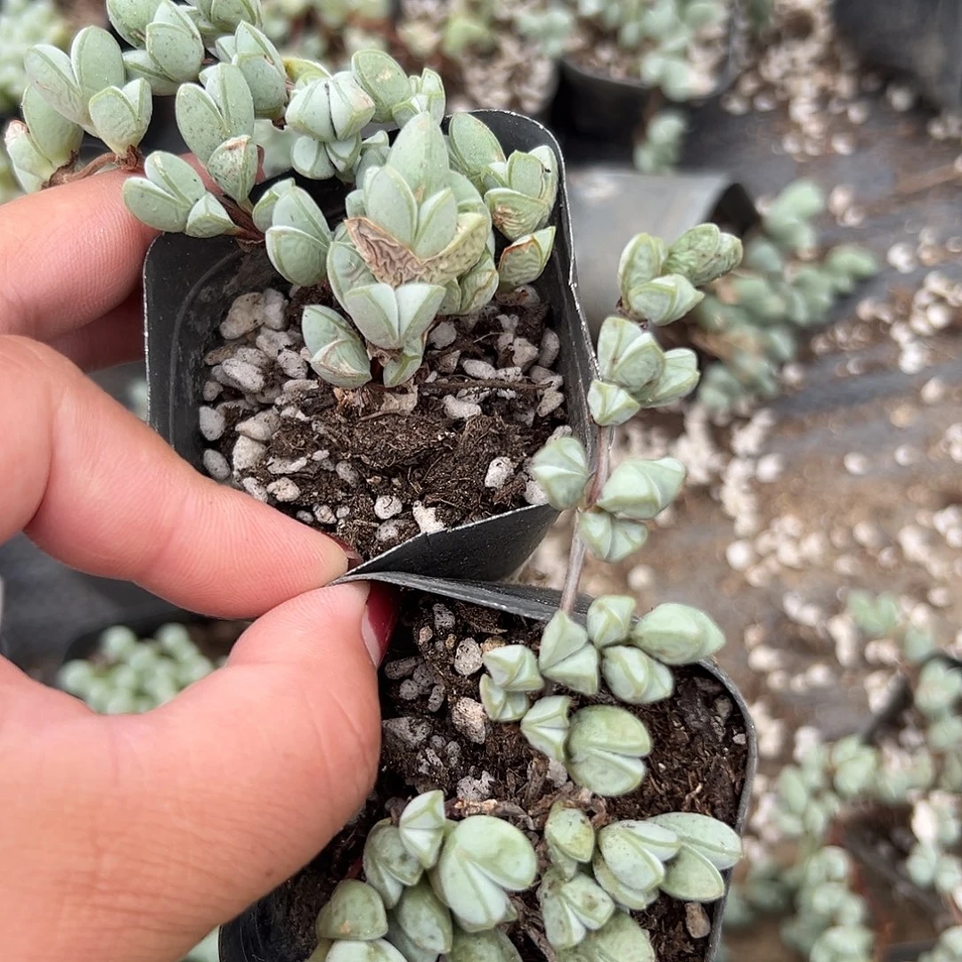 多肉植物多肉植物