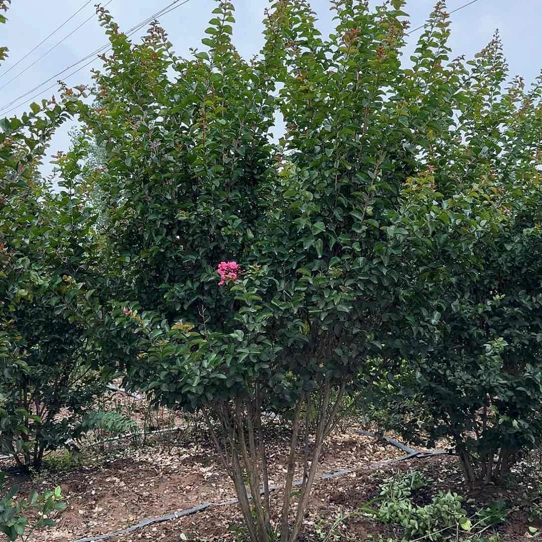 当前无花栽培后可以开花