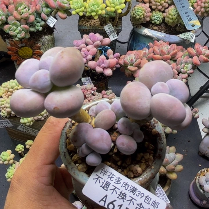 芭比奶酪617/8cm多肉
