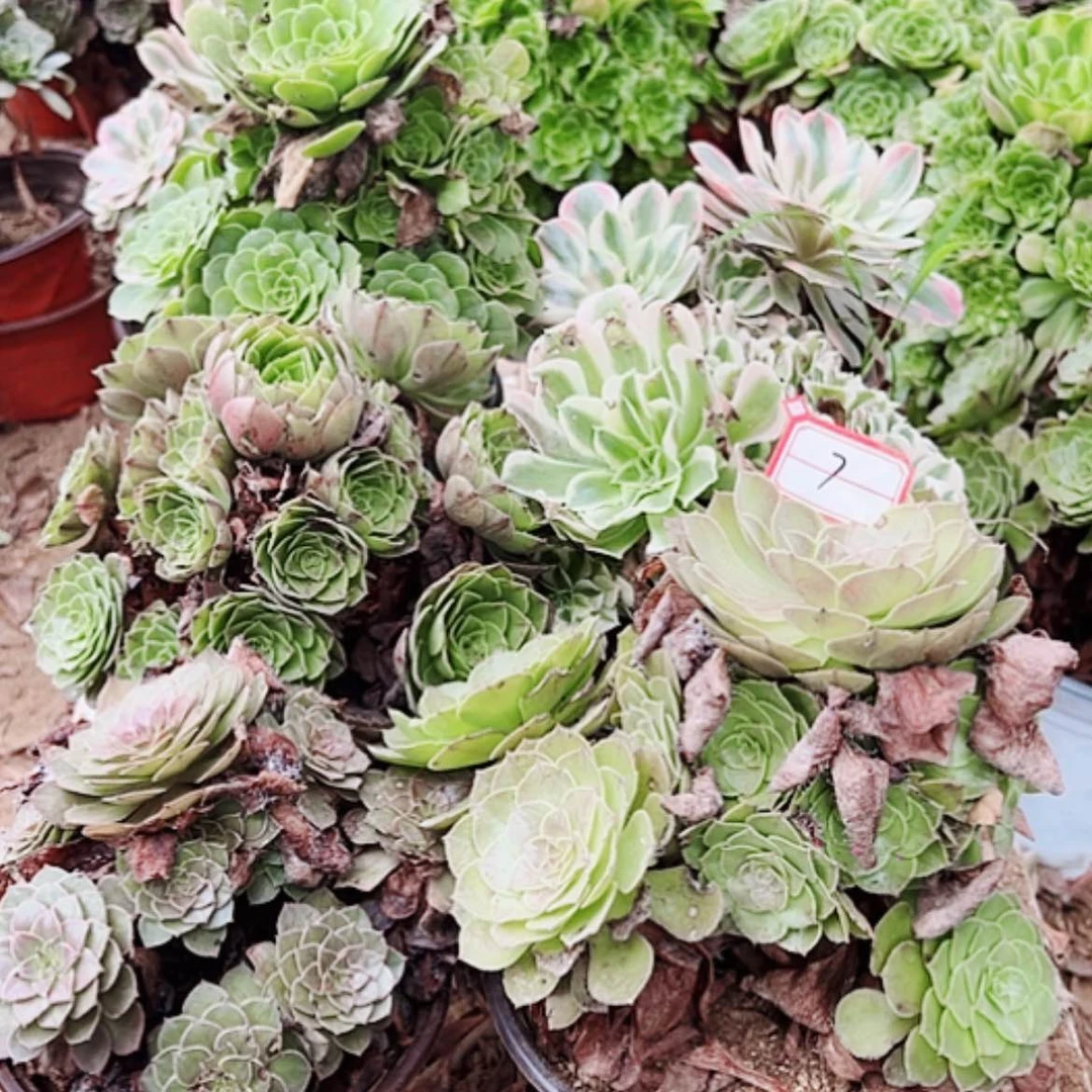 【闪购商品】无花朵最**梦7号套餐6颗多肉植物
