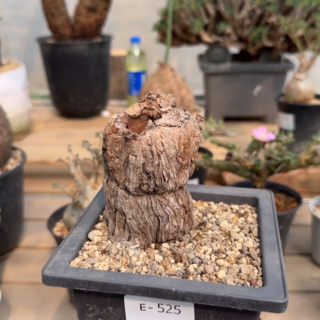 525枯木洋葵块根植物