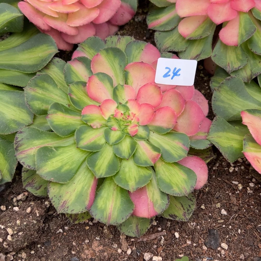 24知否多肉植物系