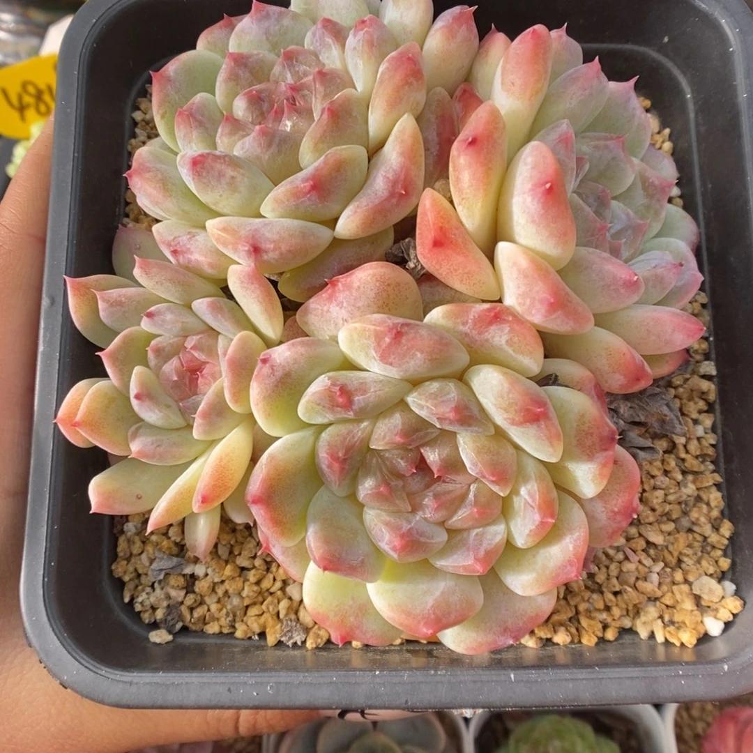 糖心冰魄群生434号。