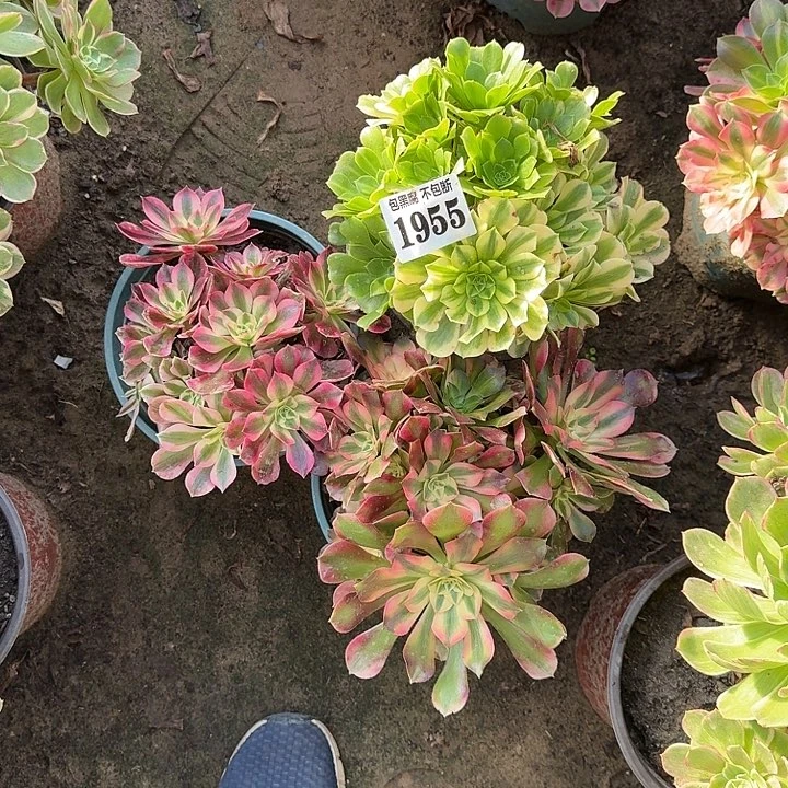 18-21女郎 香妃五彩1955