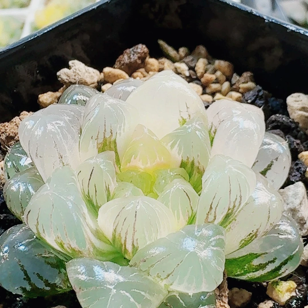 无花朵十二卷 实生冰灯锦