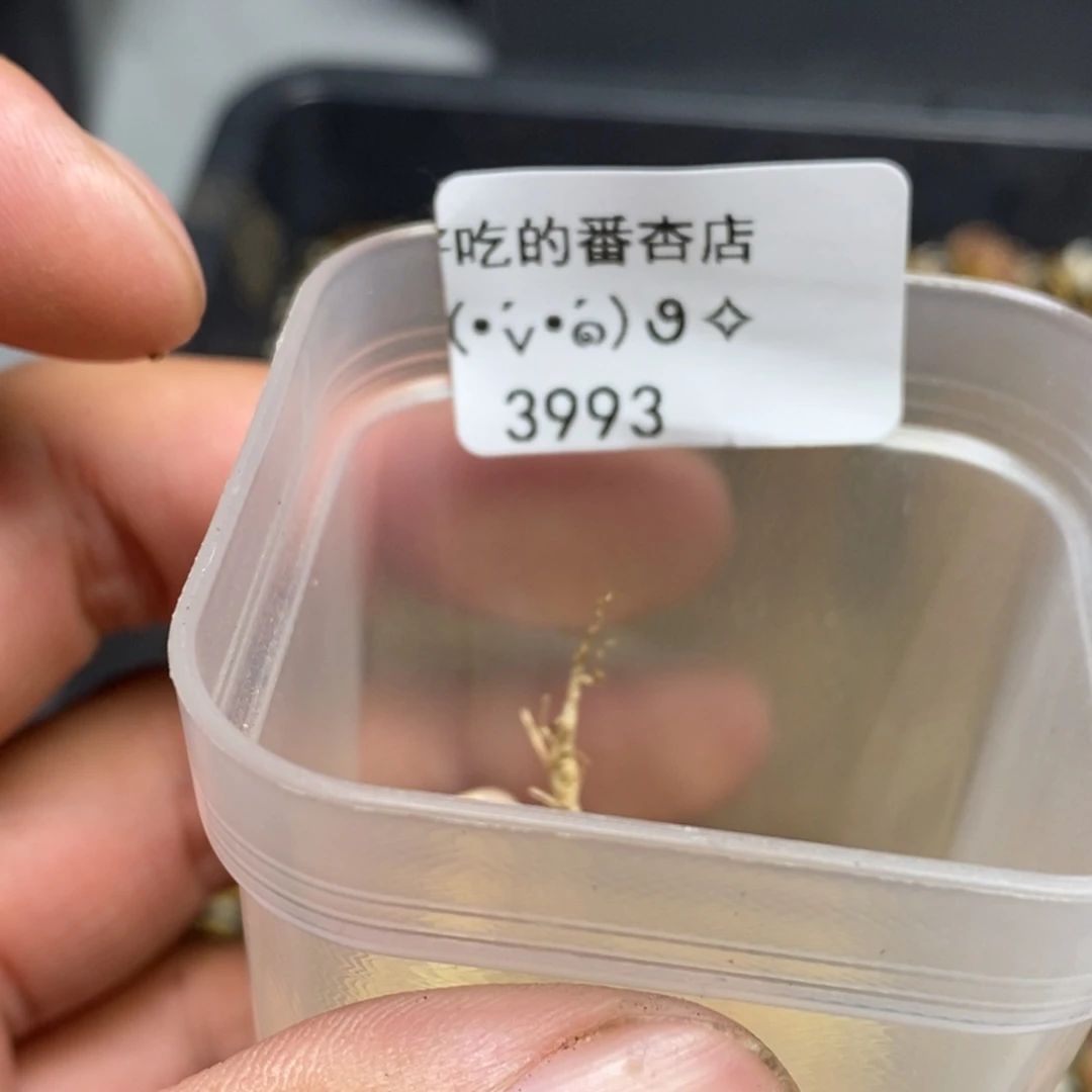 T****g3993。18包邮.当天凑哦。新疆西藏88包邮