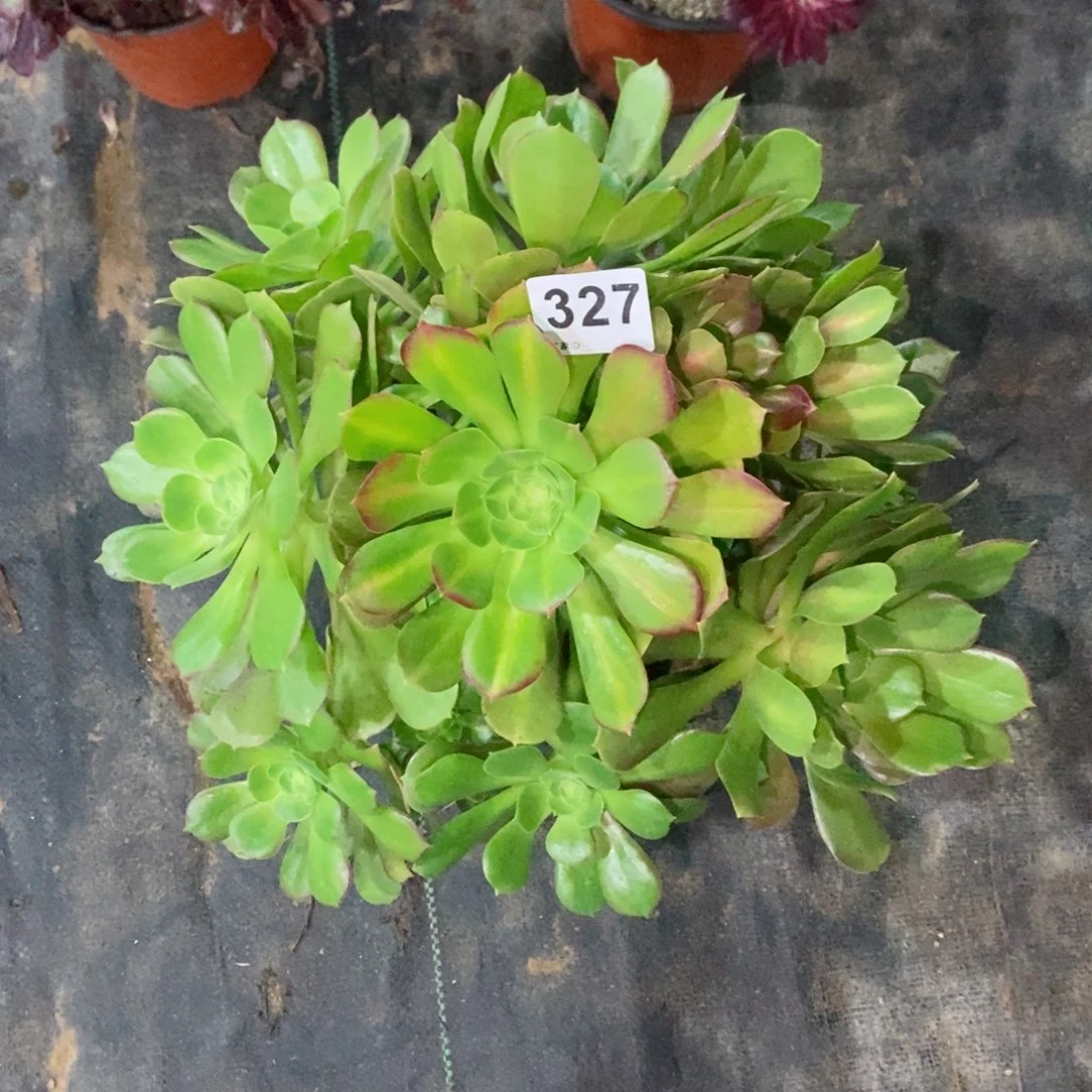 已*置女巫中班327多肉1111