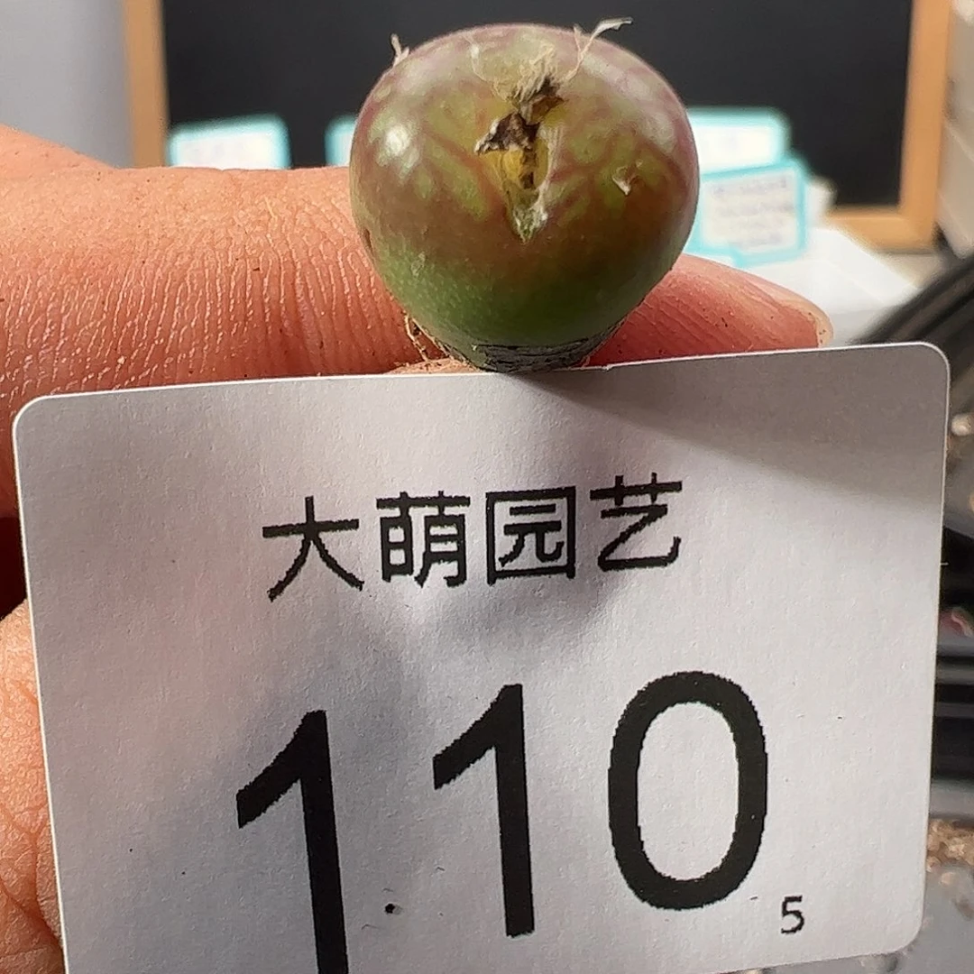 0000110 一物一拍……