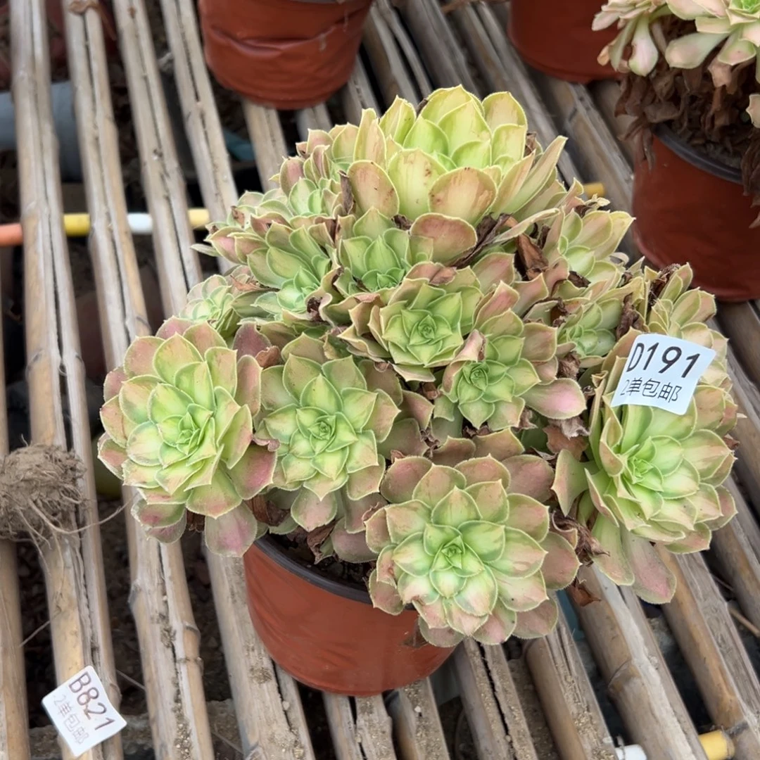 191多肉  韶华 不包断头