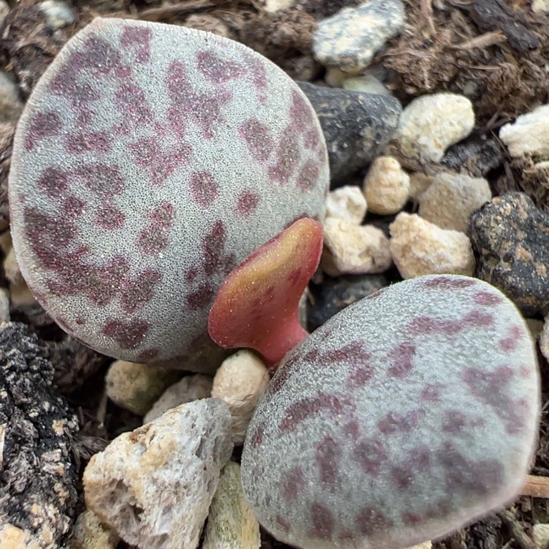 花蛋大苗多肉植物水泡